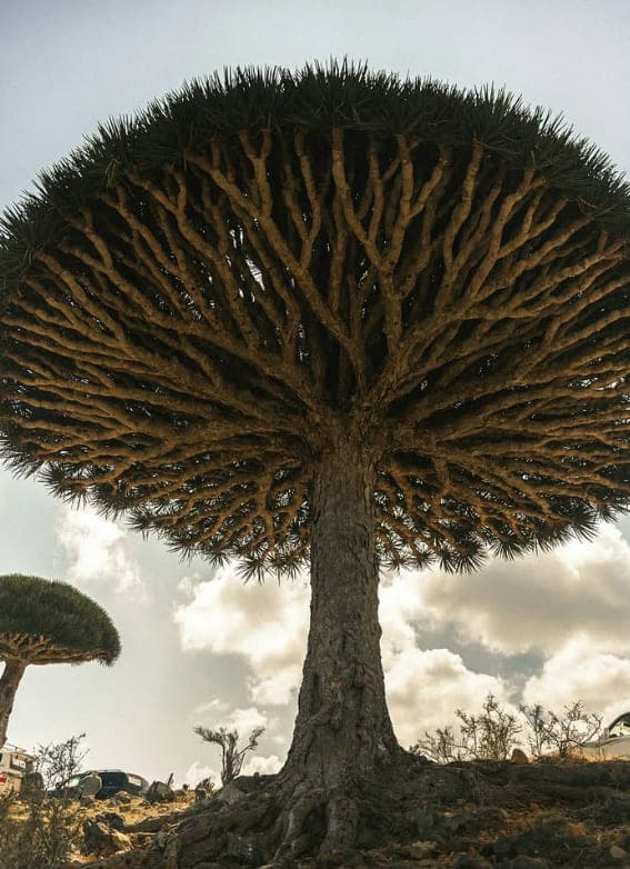 The Tree That Holds the Mist
