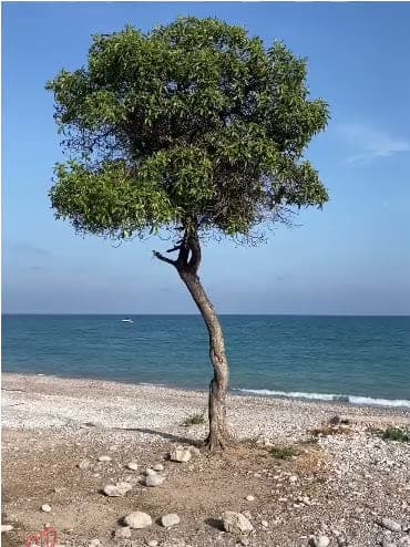 A tree on the shore: the next collaborator, waiting for wind.